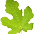 برگ درخت انجیر Fig Leaf